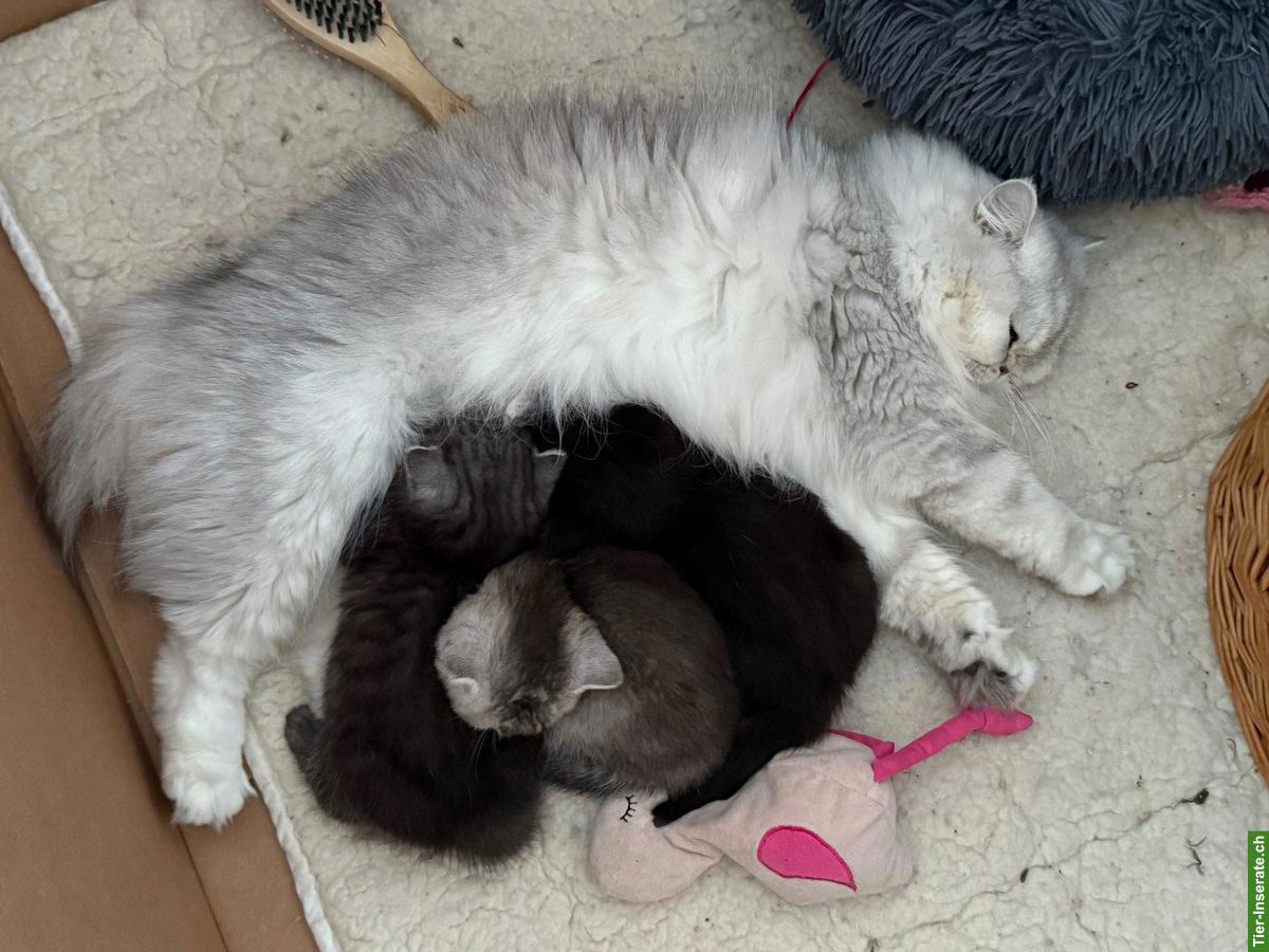 Bild 4: Wurfankündigung: Zauberhafte BKH x BLH Kitten erwartet!