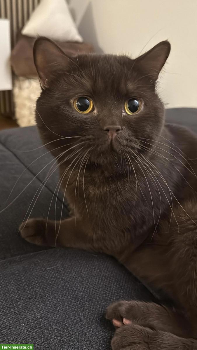 Bild 5: Wurfankündigung: Zauberhafte BKH x BLH Kitten erwartet!