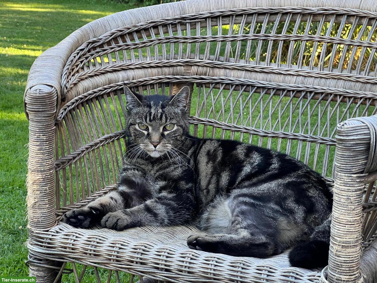 Suchen Babykatze / Mischlingskätzchen