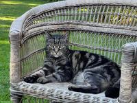 Suchen Babykatze / Mischlingskätzchen