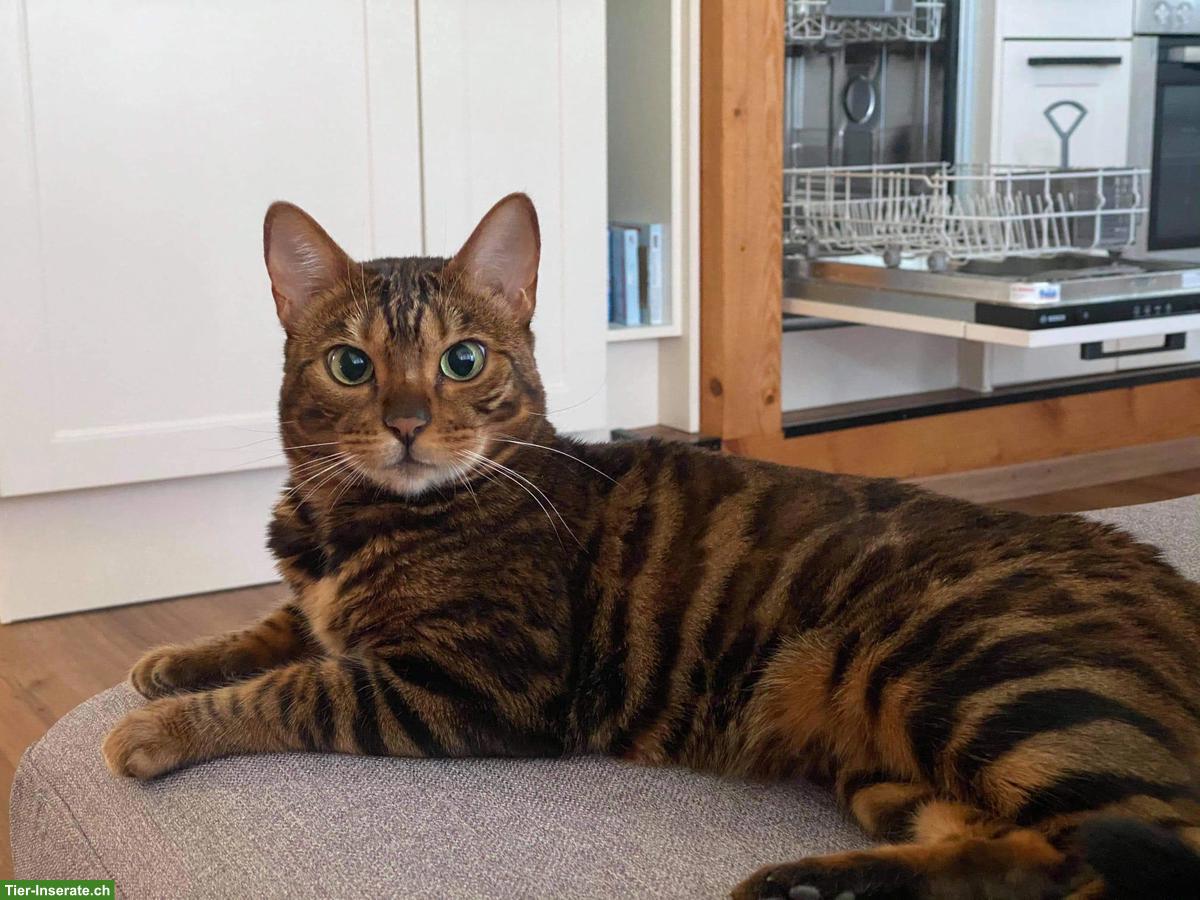 Suche Wohnungskatze als Gspändli