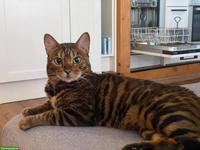 Suche Wohnungskatze als Gspändli