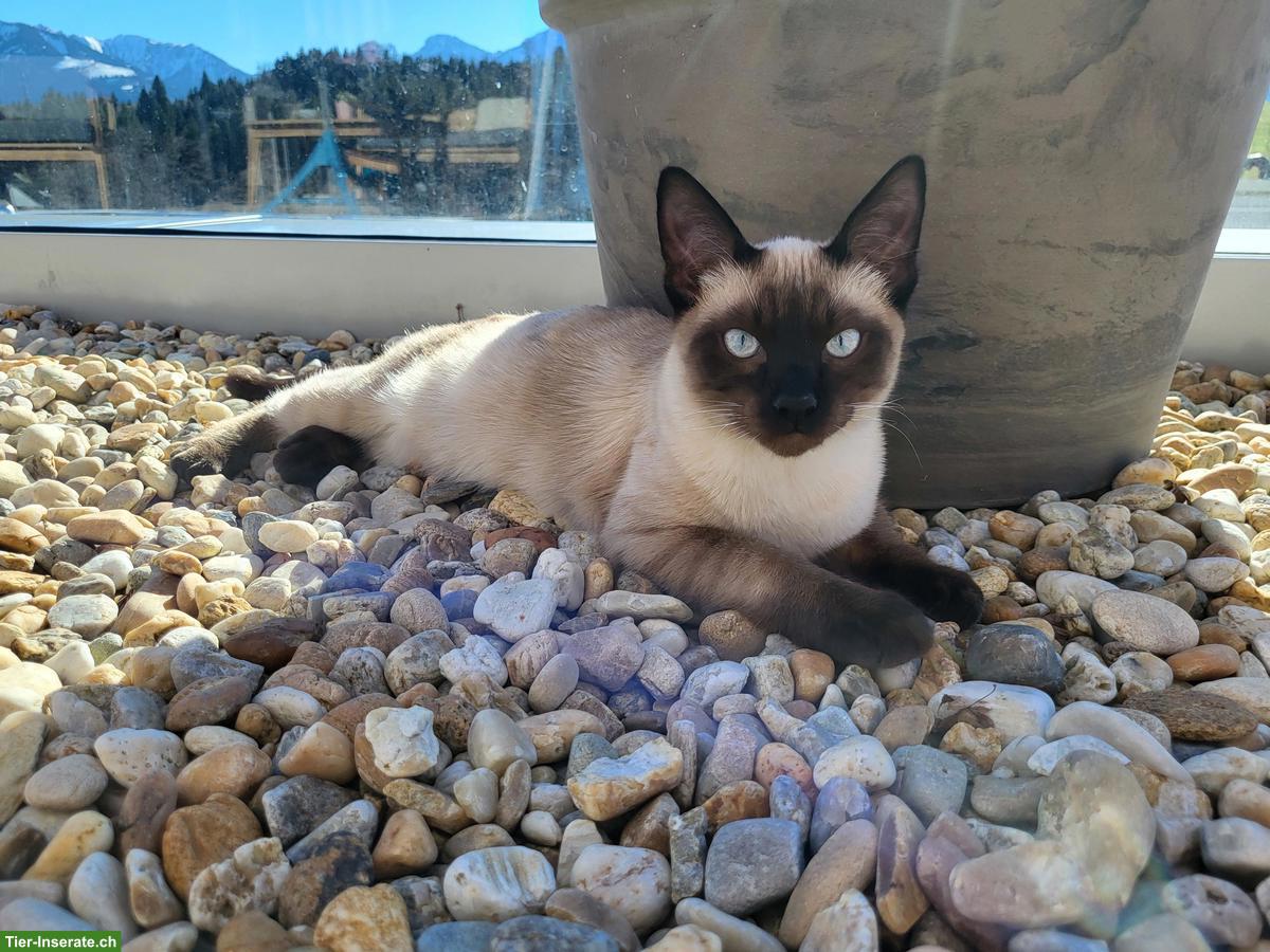 Junger Siam-Kater, sehr verschmust