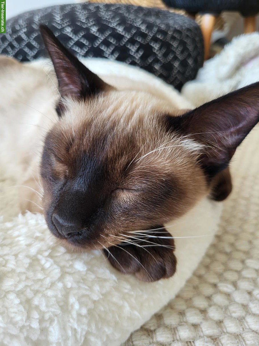 Bild 2: Junger Siam-Kater, sehr verschmust