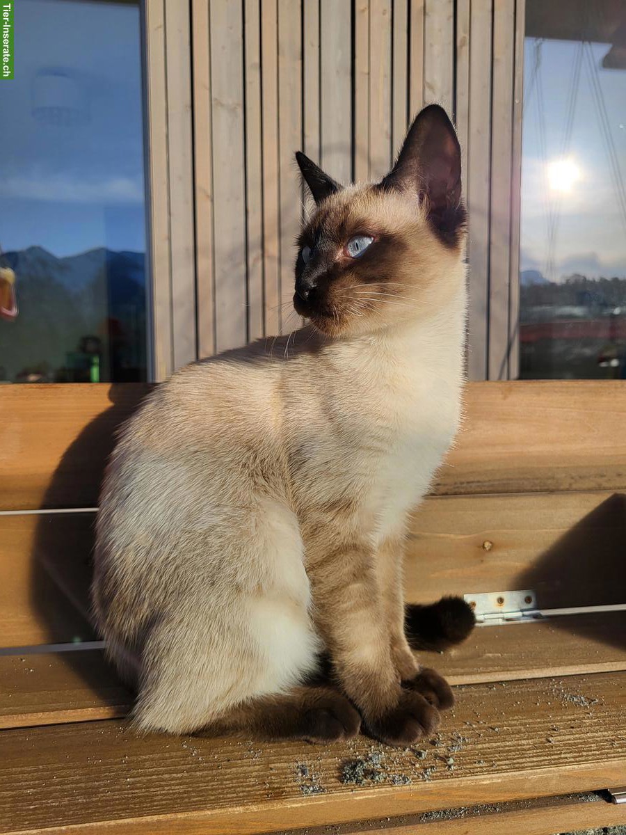 Bild 3: Junger Siam-Kater, sehr verschmust