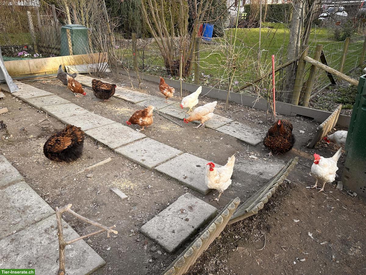 Hühnerstall mit Aussengehege & Legehennen zu verkaufen