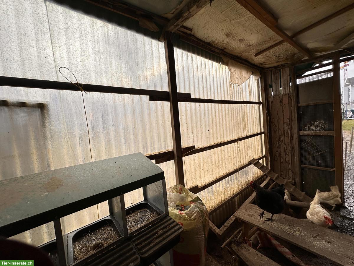 Bild 10: Hühnerstall mit Aussengehege & Legehennen zu verkaufen