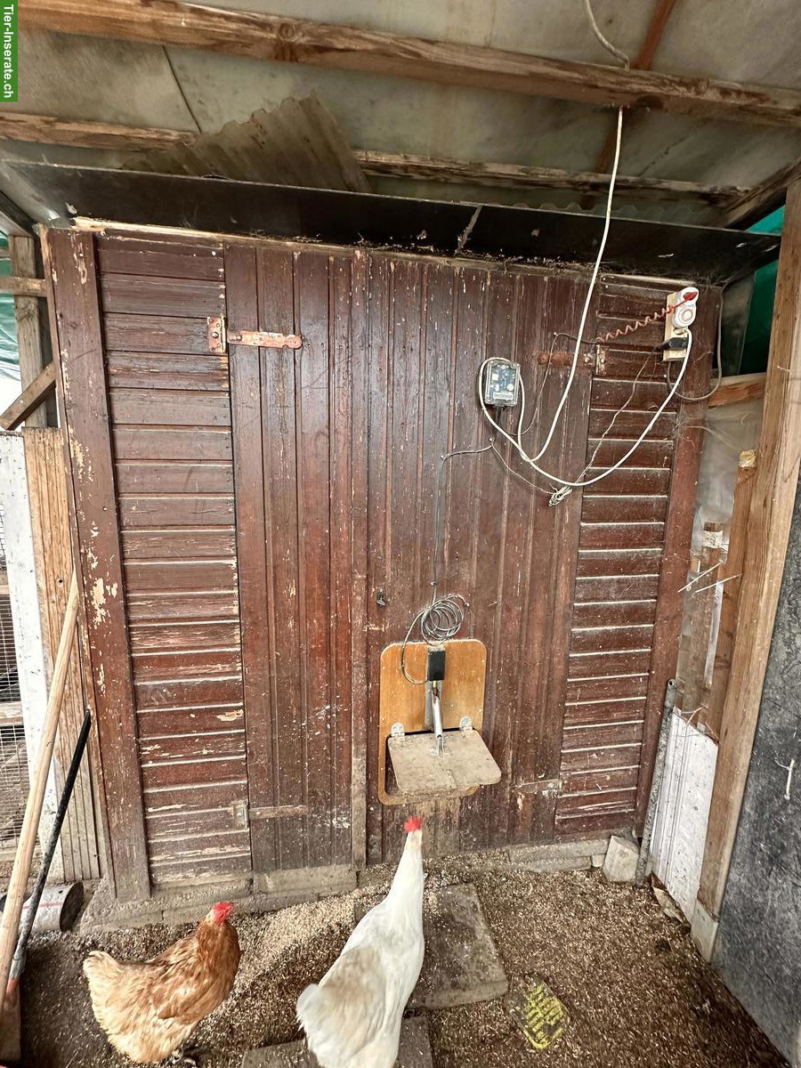 Bild 2: Hühnerstall mit Aussengehege & Legehennen zu verkaufen
