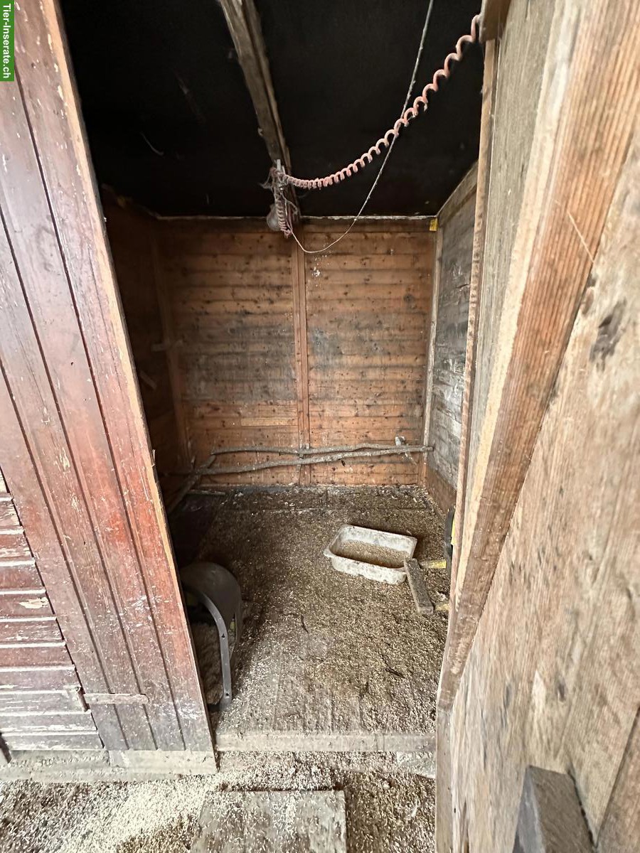 Bild 3: Hühnerstall mit Aussengehege & Legehennen zu verkaufen