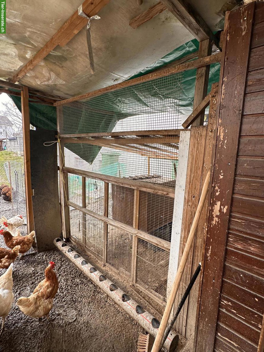 Bild 4: Hühnerstall mit Aussengehege & Legehennen zu verkaufen