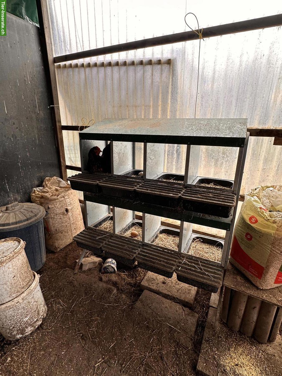 Bild 5: Hühnerstall mit Aussengehege & Legehennen zu verkaufen