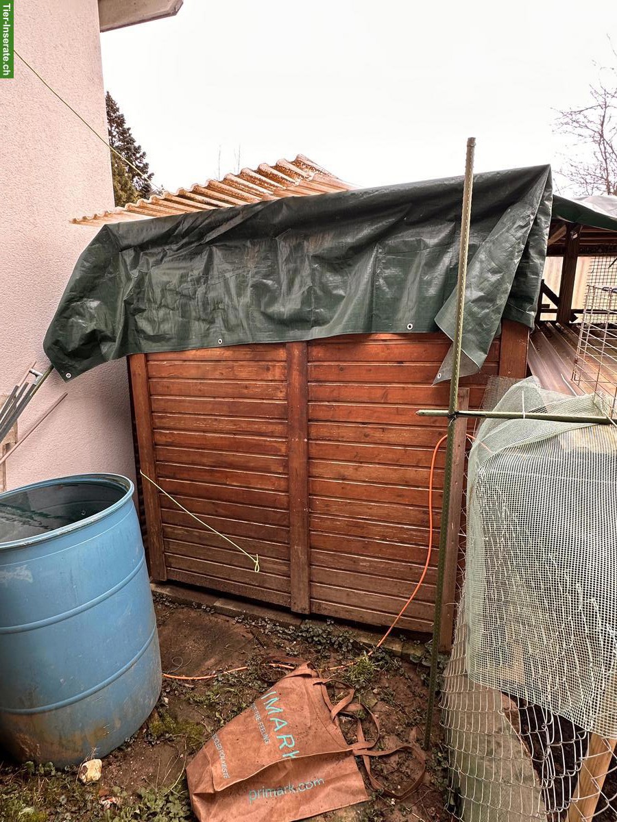 Bild 6: Hühnerstall mit Aussengehege & Legehennen zu verkaufen