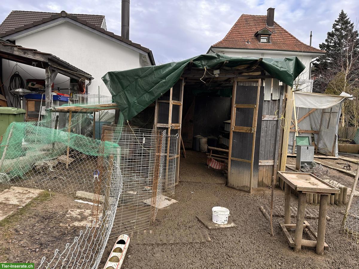 Bild 7: Hühnerstall mit Aussengehege & Legehennen zu verkaufen