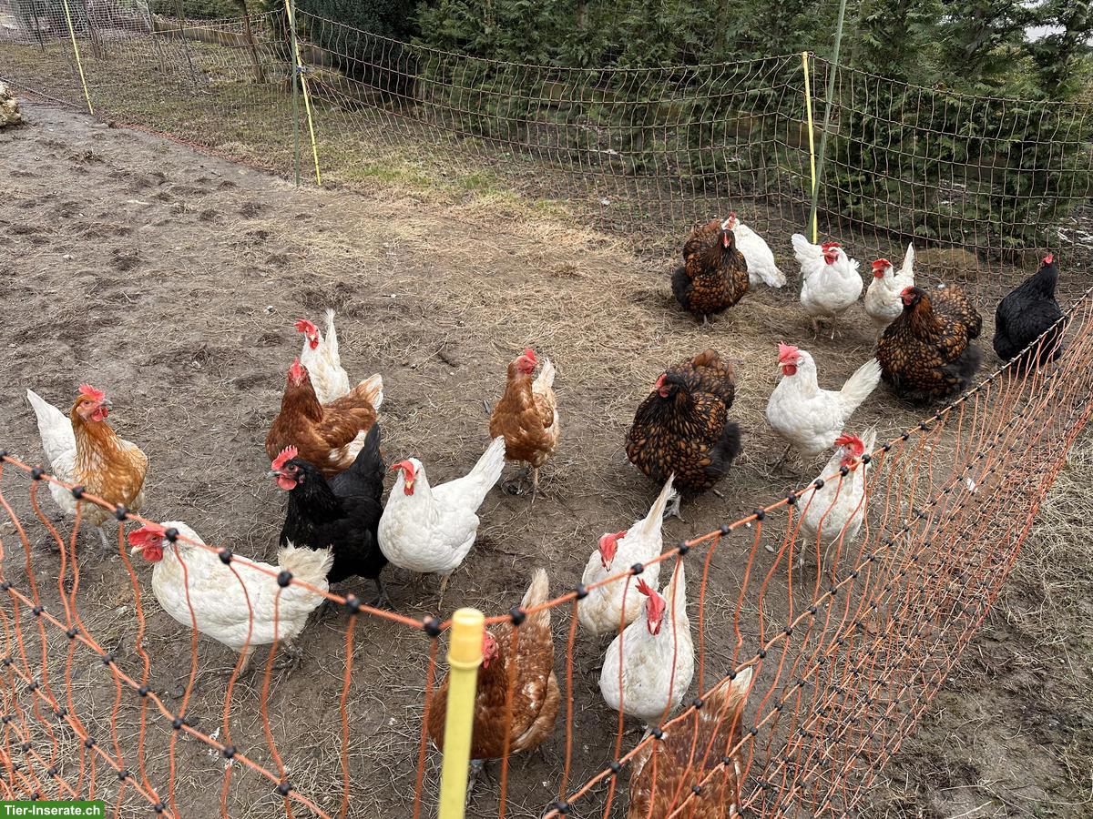 Bild 9: Hühnerstall mit Aussengehege & Legehennen zu verkaufen