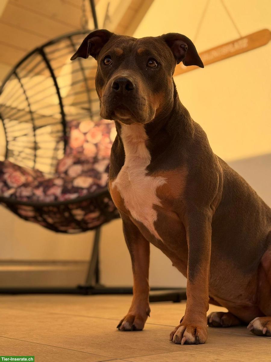 Sensible Amstaff-Hündin Alea, Blue Tricolor