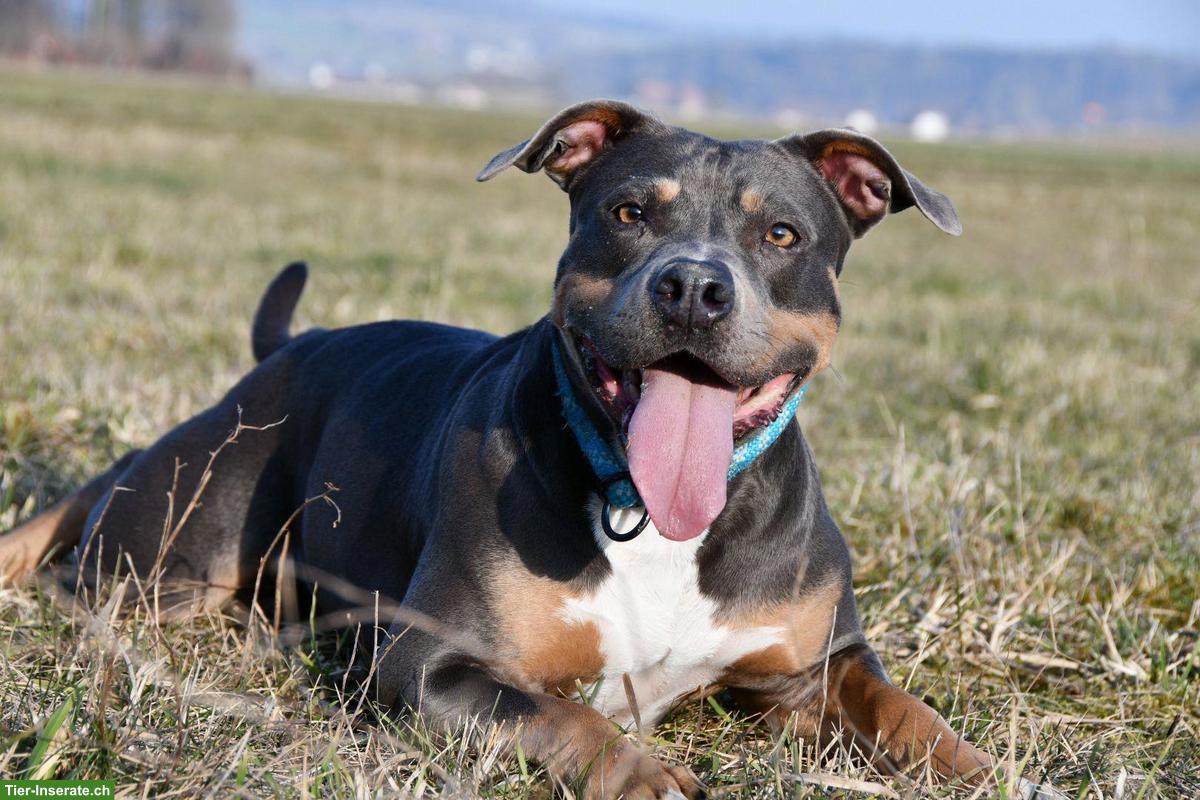 Bild 3: Sensible Amstaff-Hündin Alea, Blue Tricolor