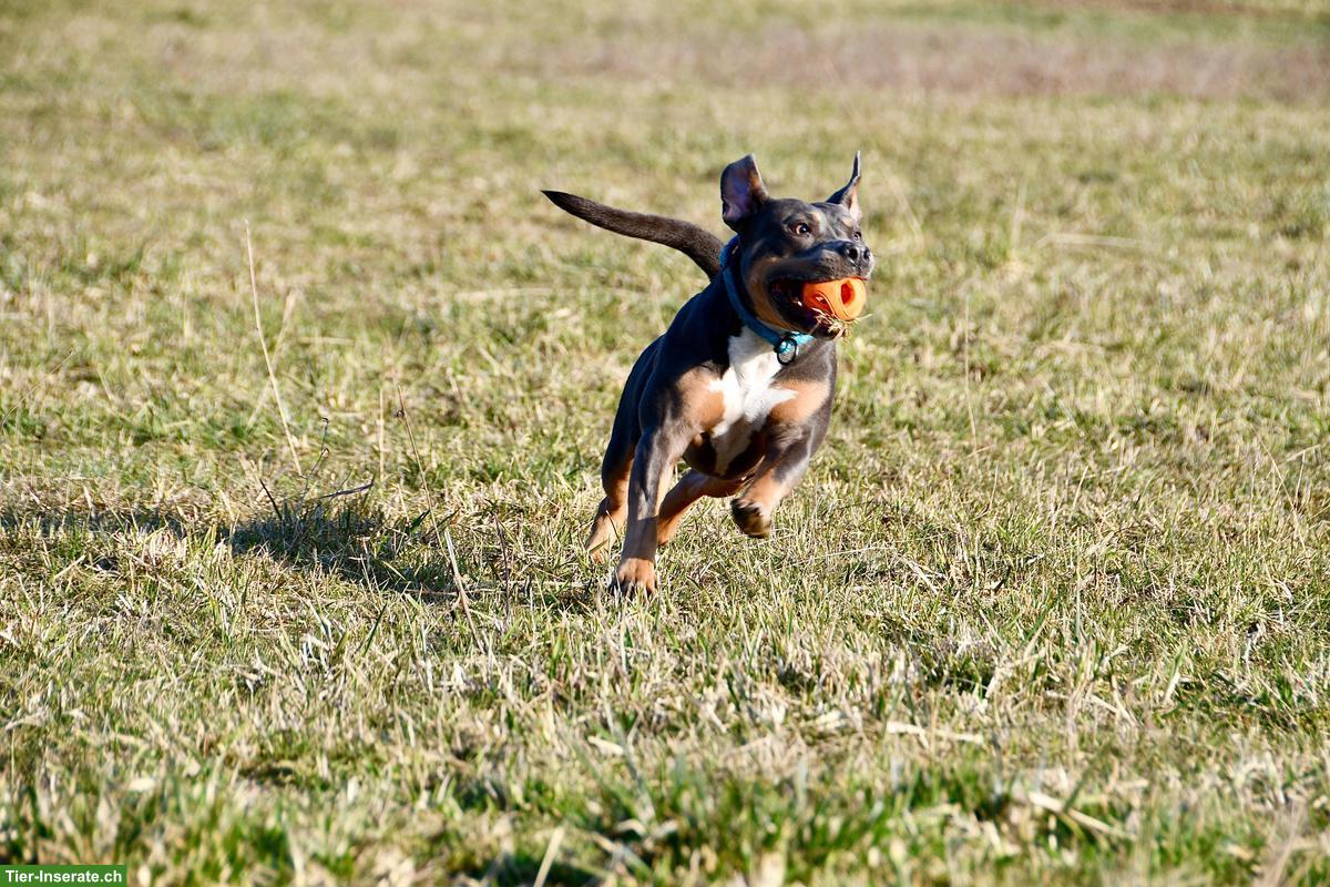 Bild 4: Sensible Amstaff-Hündin Alea, Blue Tricolor