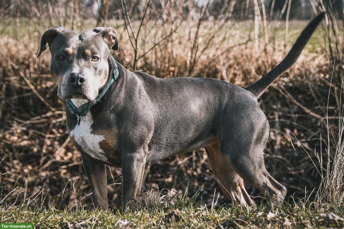 Bild 5: Sensible Amstaff-Hündin Alea, Blue Tricolor
