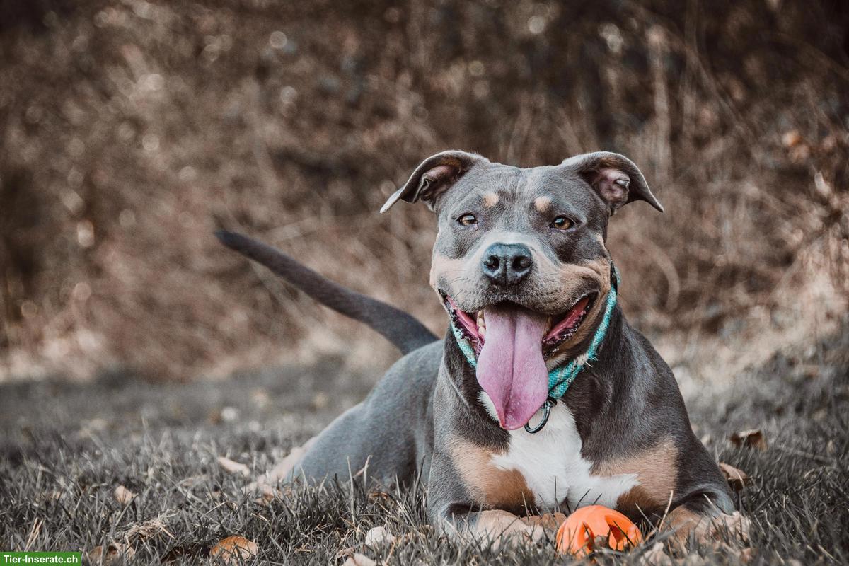 Bild 6: Sensible Amstaff-Hündin Alea, Blue Tricolor
