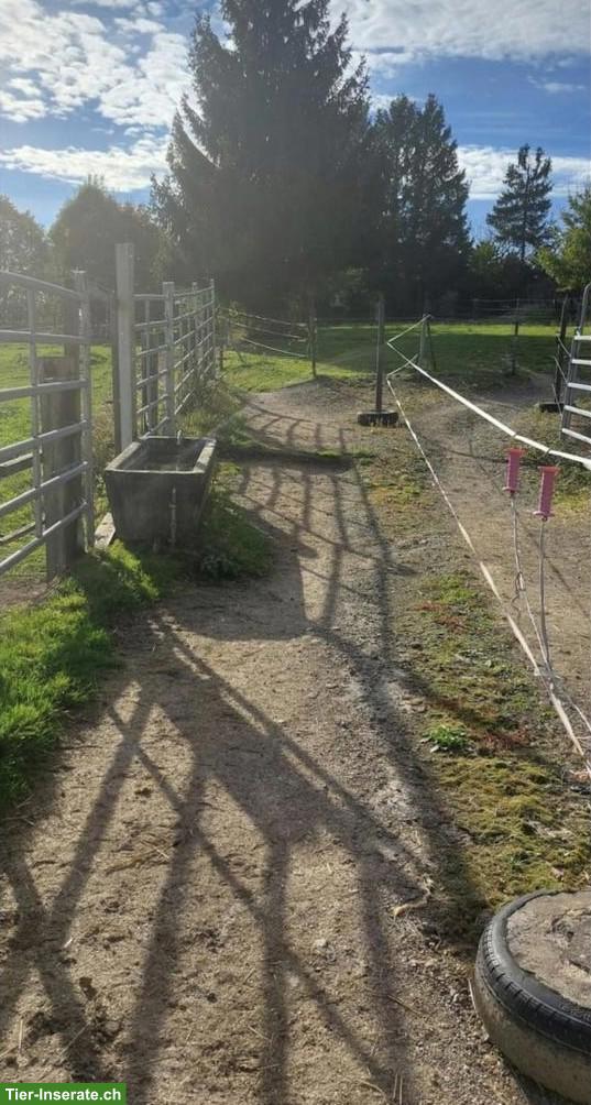 Pferd gesucht: Stute oder Wallach, kein Bocker, etwas Springerfahrung