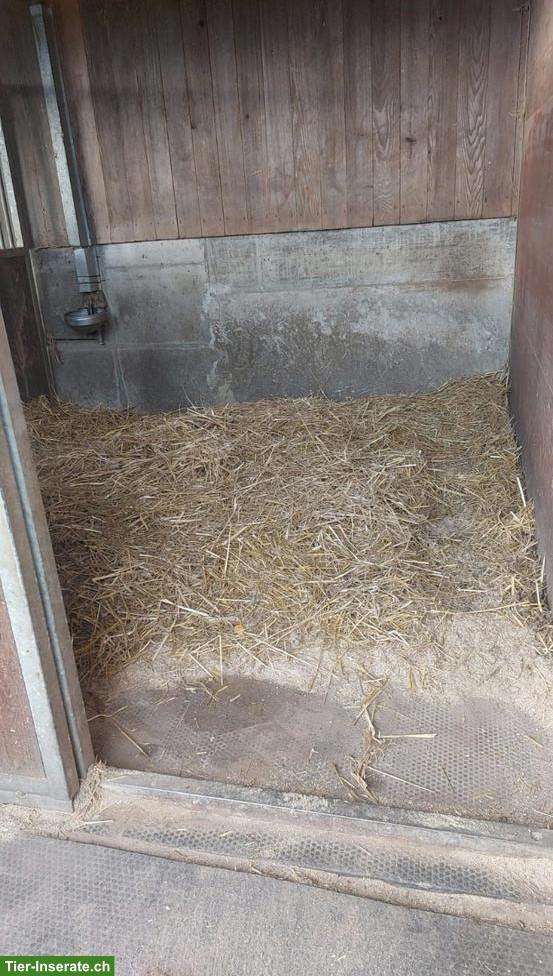 Bild 2: Pferd gesucht: Stute oder Wallach, kein Bocker, etwas Springerfahrung