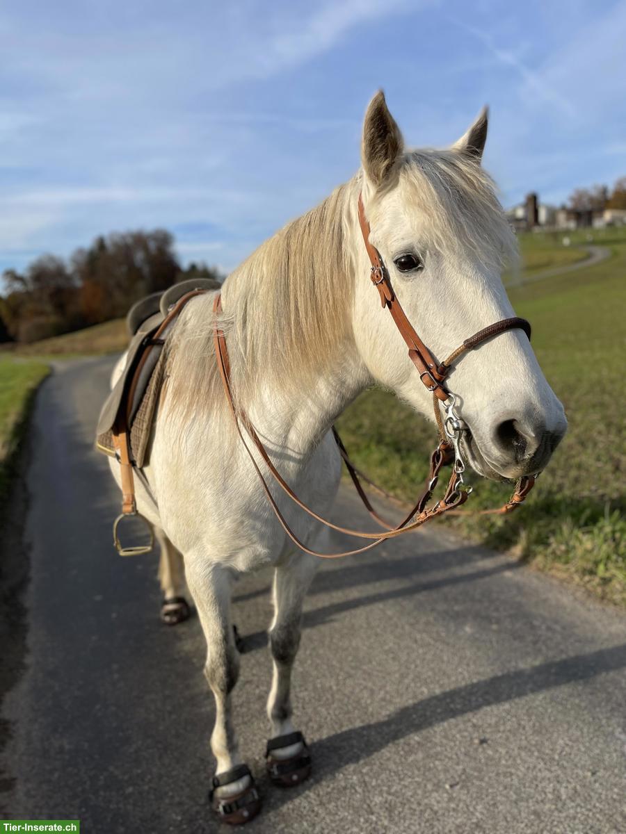 Bieten Reitbeteiligung in Merenschwand im Aargau