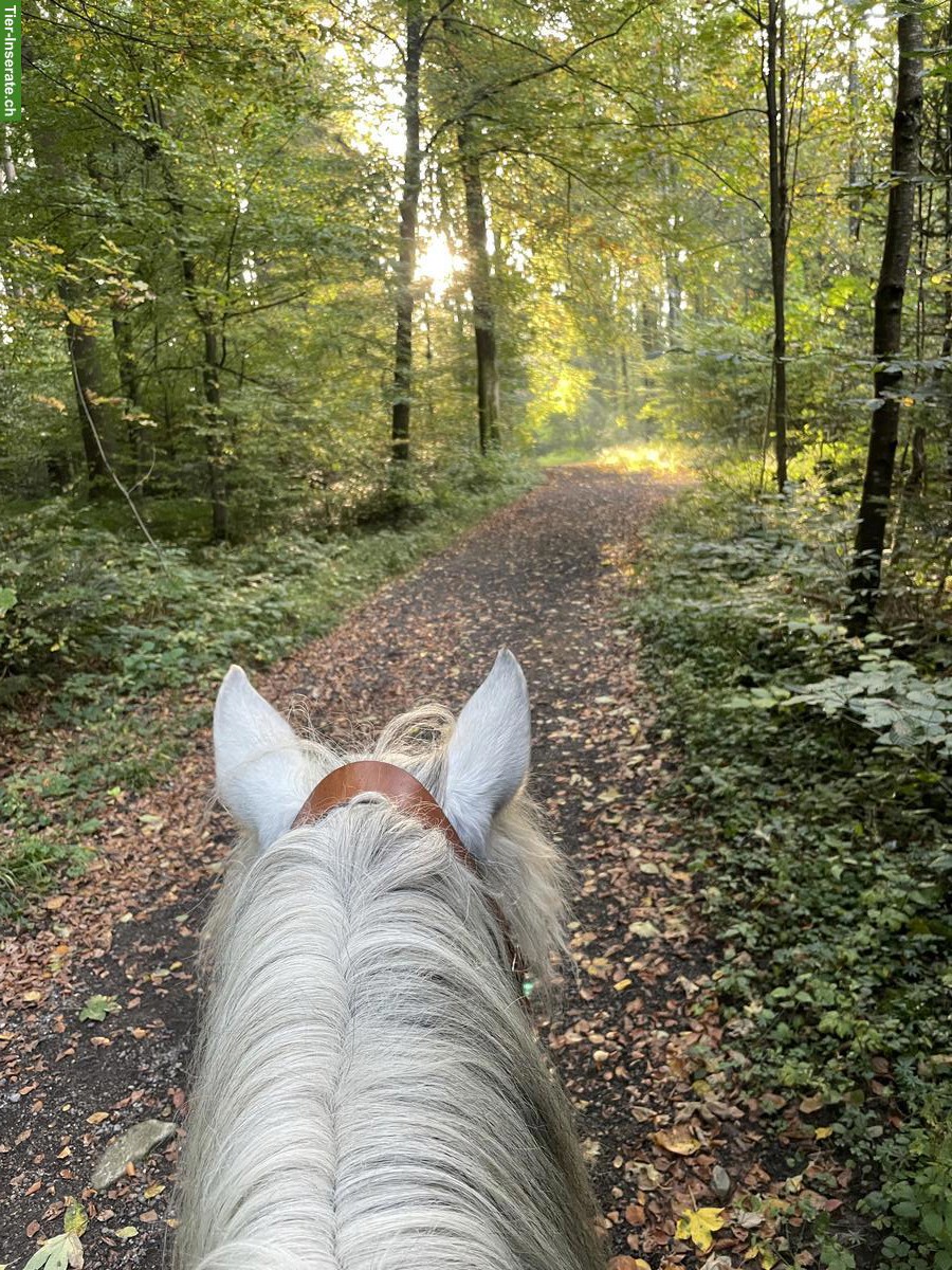 Bild 3: Bieten Reitbeteiligung in Merenschwand im Aargau