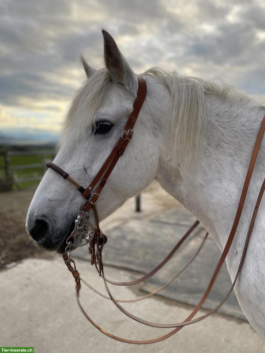 Bild 4: Bieten Reitbeteiligung in Merenschwand im Aargau