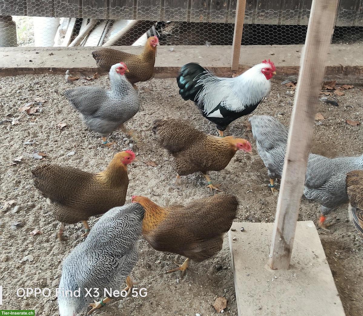 Plymouth Rock Zwerghühner zu verkaufen