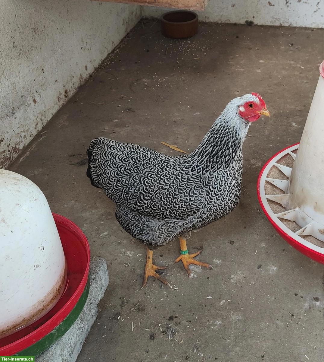 Bild 3: Plymouth Rock Zwerghühner zu verkaufen