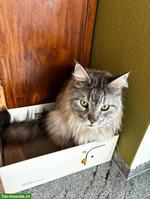 6-jähriger Maine Coon Kater Skye sucht ein Zuhause