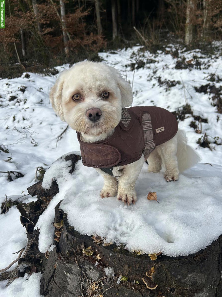 Cavachon Rüde, 13 Monate alt, nicht haarend, stubenrein, inkl. Zubehör