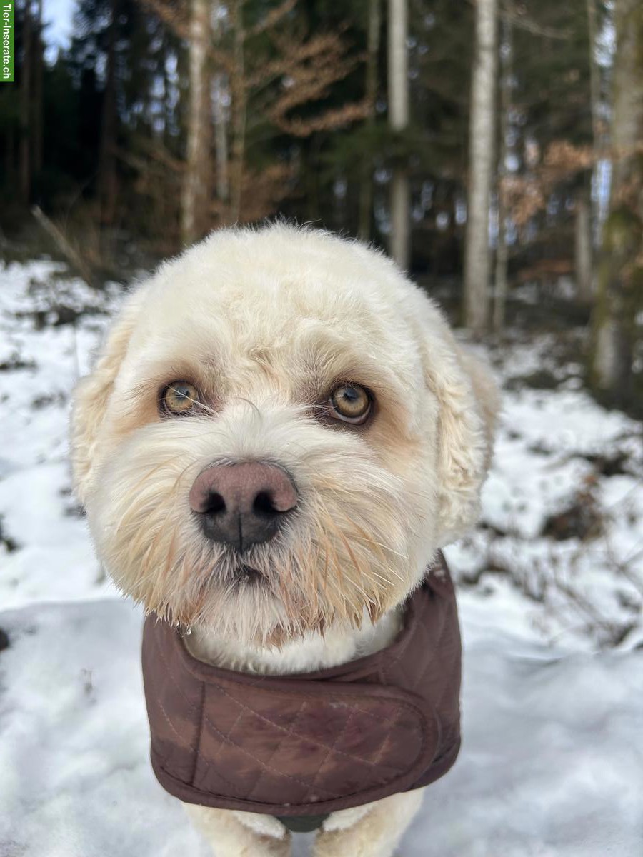 Bild 2: Cavachon Rüde, 13 Monate alt, nicht haarend, stubenrein, inkl. Zubehör