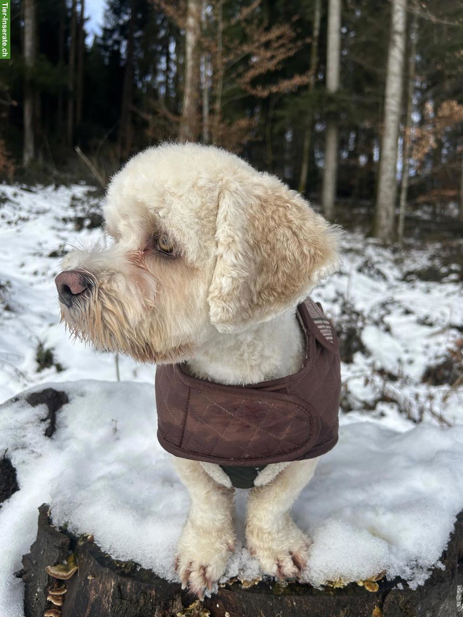 Bild 3: Cavachon Rüde, 13 Monate alt, nicht haarend, stubenrein, inkl. Zubehör