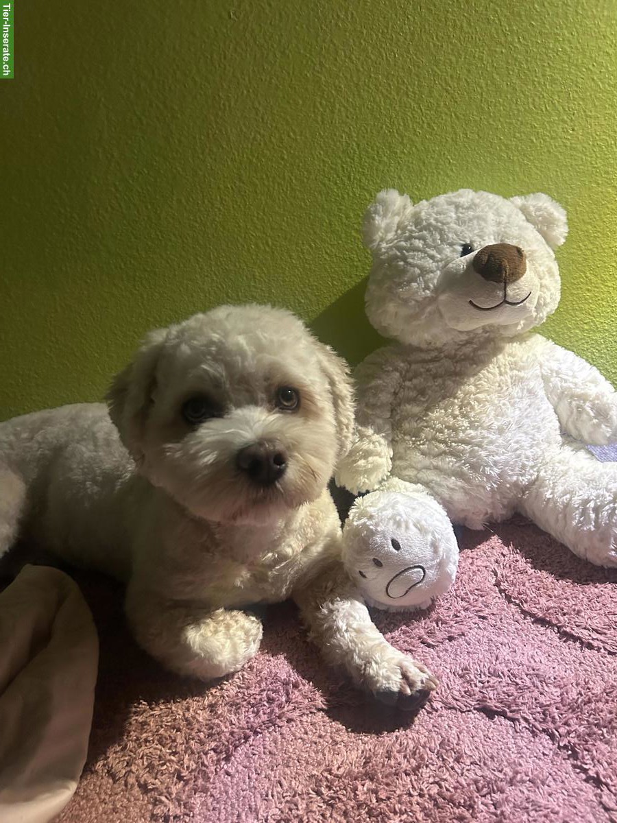 Bild 6: Cavachon Rüde, 13 Monate alt, nicht haarend, stubenrein, inkl. Zubehör