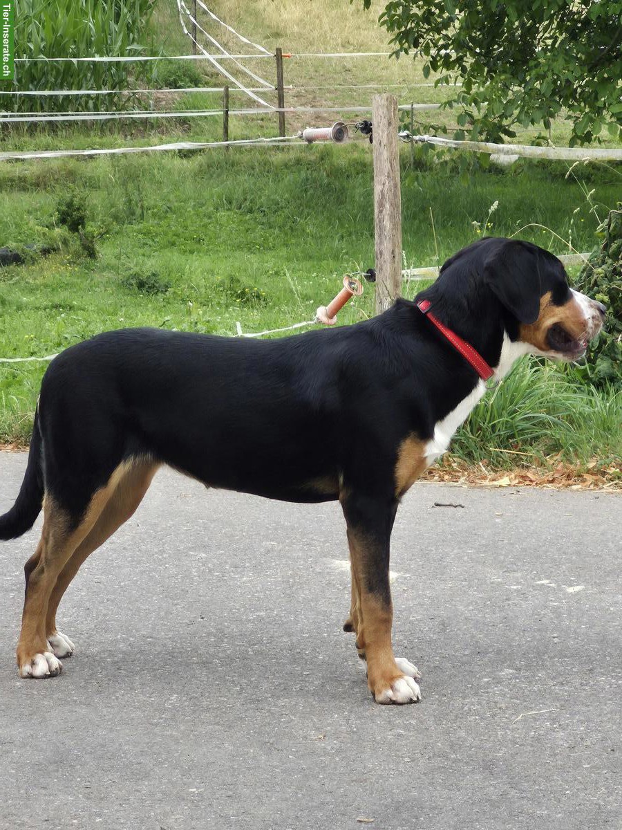 Grosse Schweizer Sennenhündin, 16 Monate