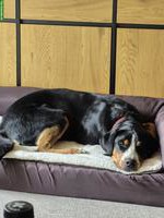 Grosse Schweizer Sennenhündin, 16 Monate