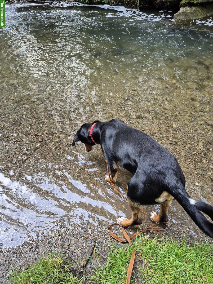 Bild 3: Grosse Schweizer Sennenhündin, 16 Monate