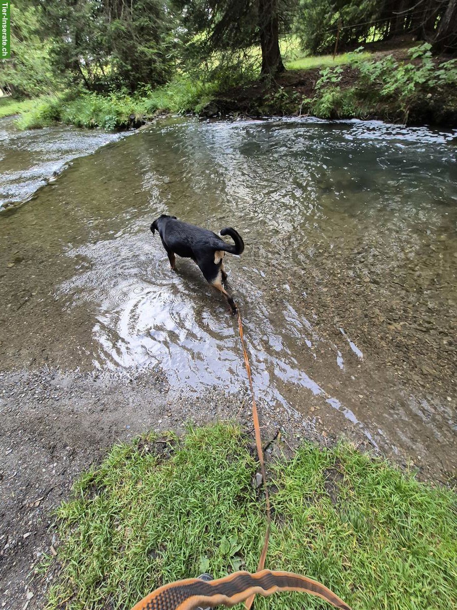 Bild 4: Grosse Schweizer Sennenhündin, 16 Monate