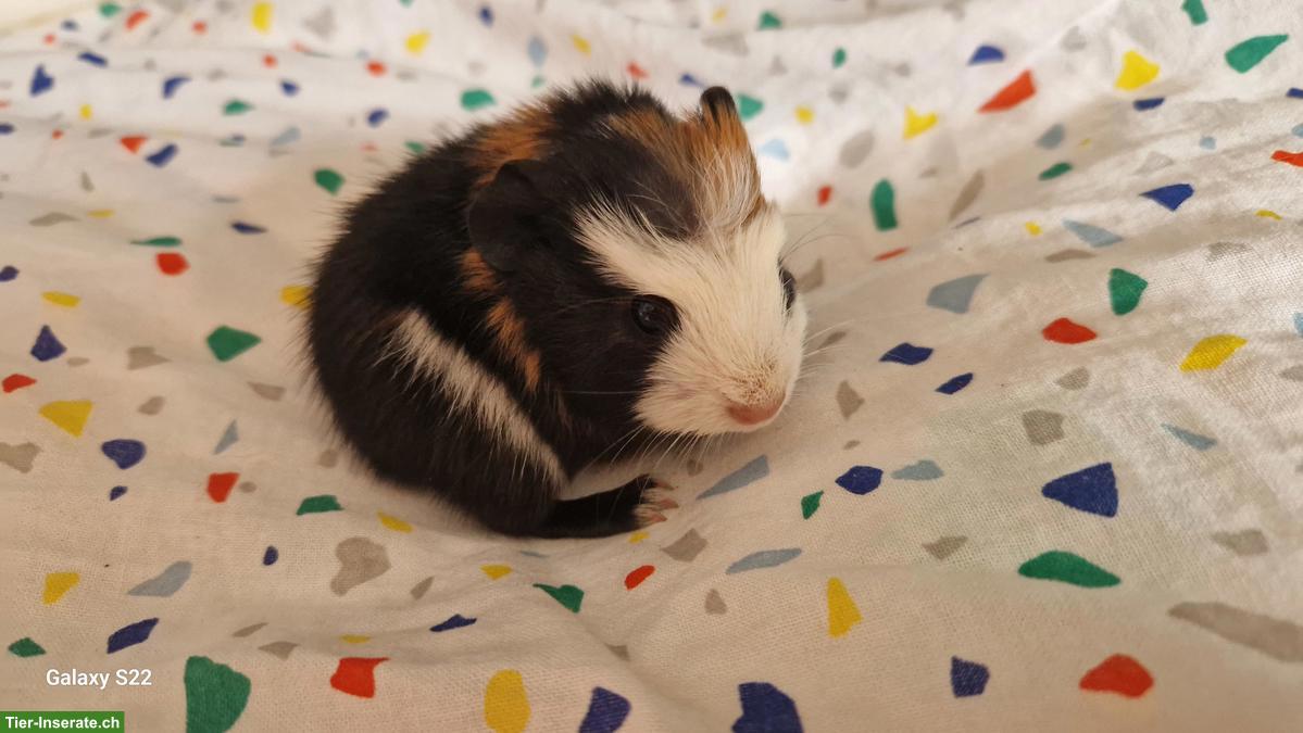 Junge Meerschweinchen aus Aussenhaltung