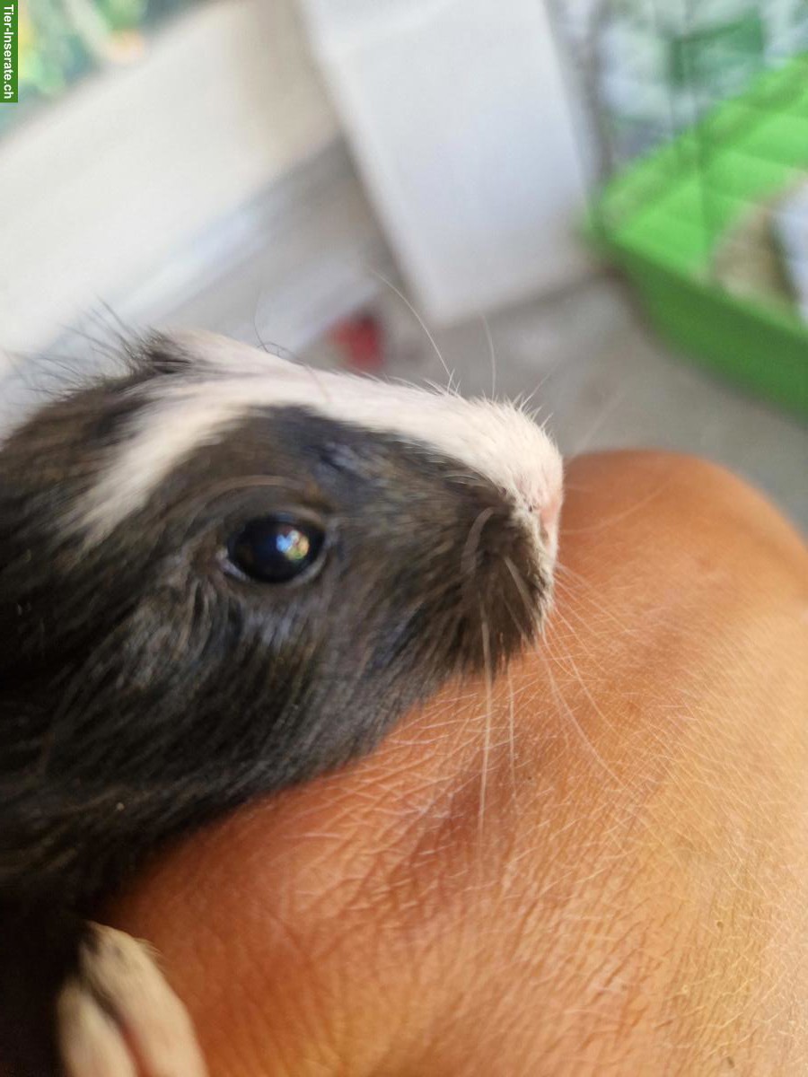 Bild 3: Junge Meerschweinchen aus Aussenhaltung