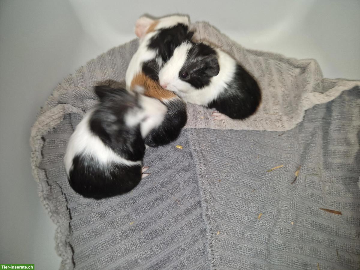 Bild 4: Junge Meerschweinchen aus Aussenhaltung