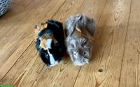 2 süsse Meerschweinchen Männchen suchen neues Zuhause