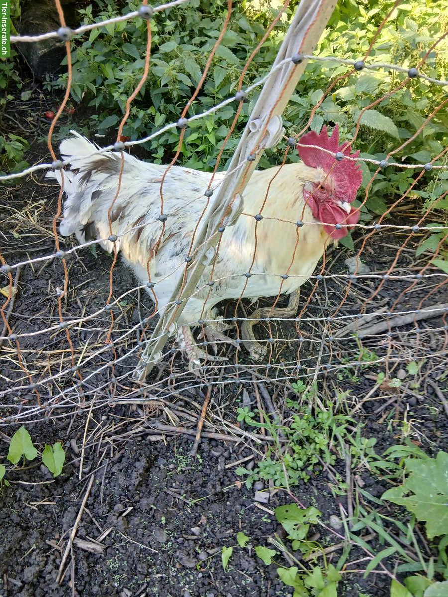 Hahn gratis abzugeben