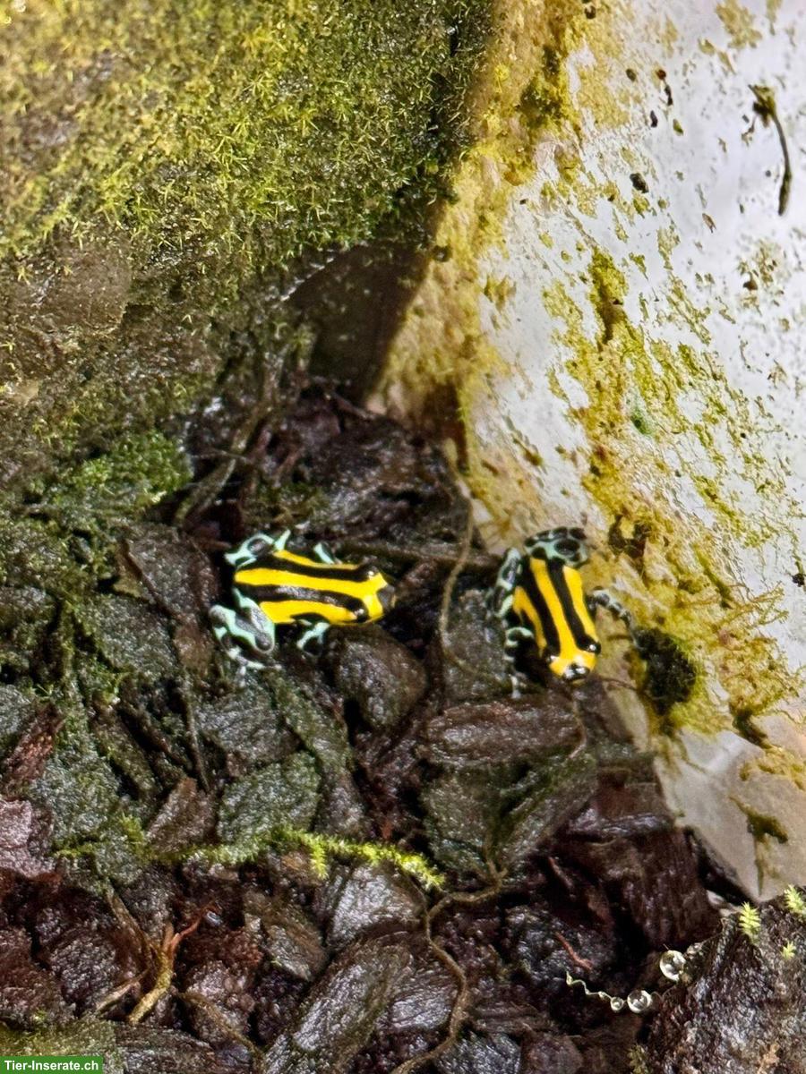 Pfeilgiftfrösche, Ranitomeya imitator & sirensis