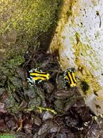 Pfeilgiftfrösche, Ranitomeya imitator & sirensis