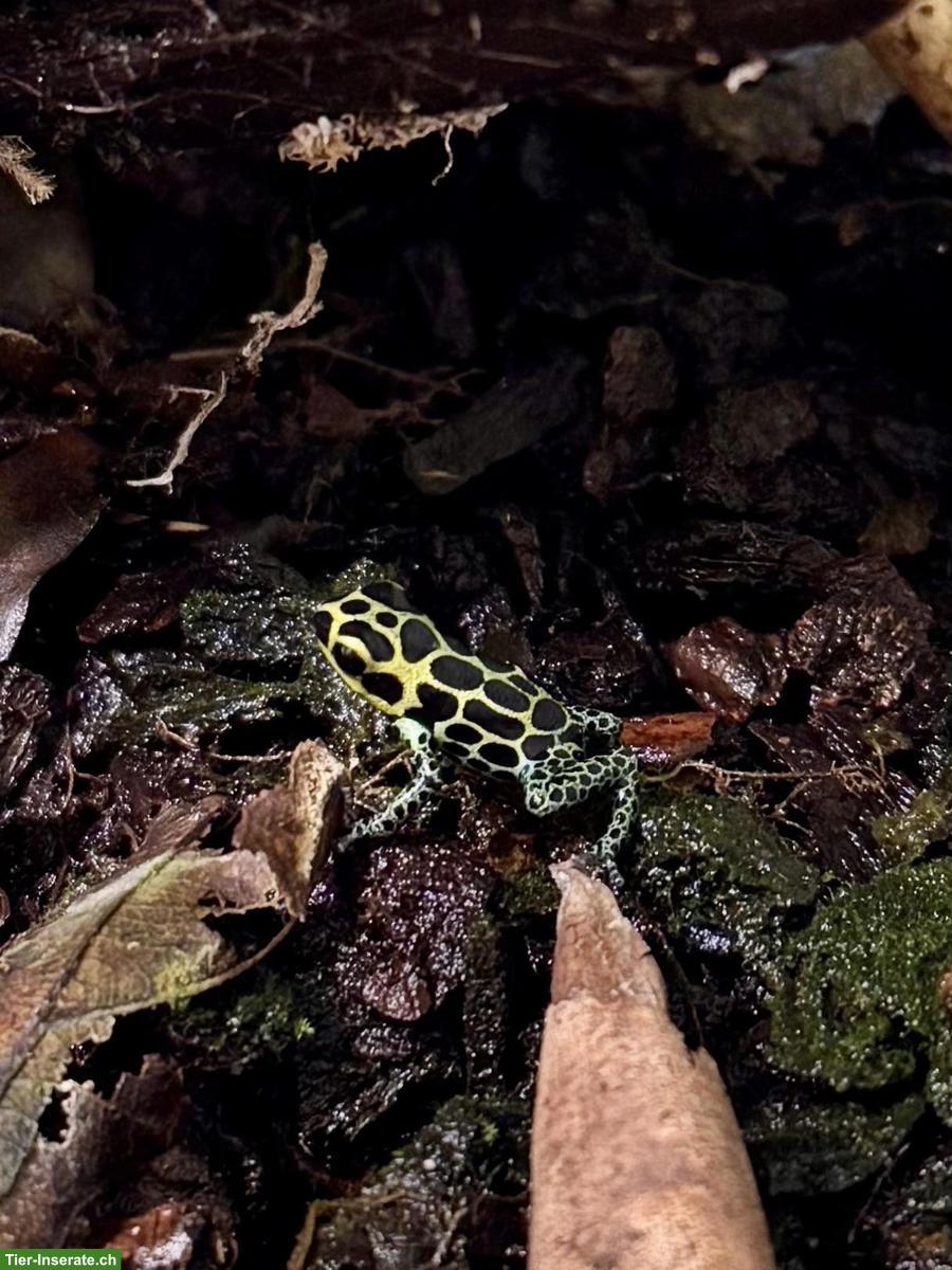 Bild 2: Pfeilgiftfrösche, Ranitomeya imitator & sirensis