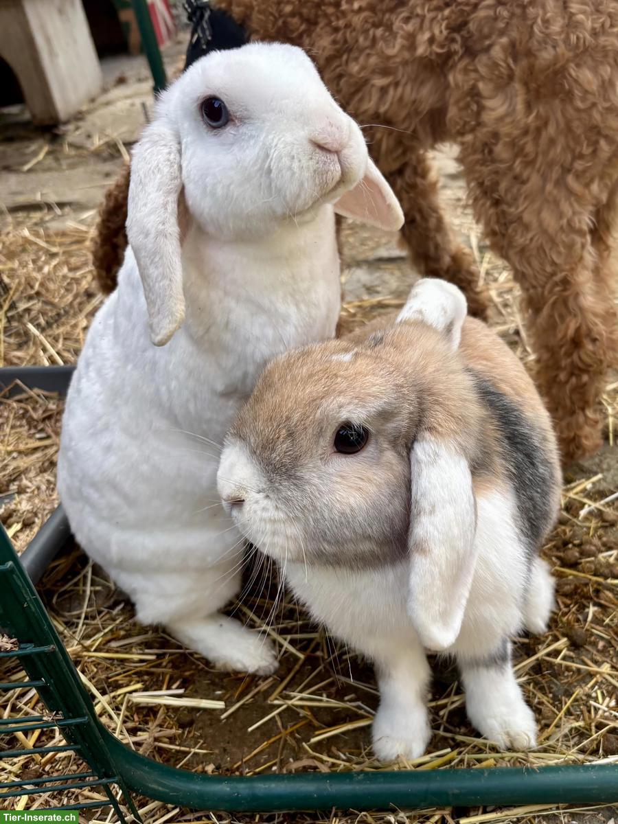 2 Zwergwidder-Kaninchen suchen tierliebe Familie