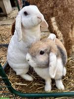 2 Zwergwidder-Kaninchen suchen tierliebe Familie