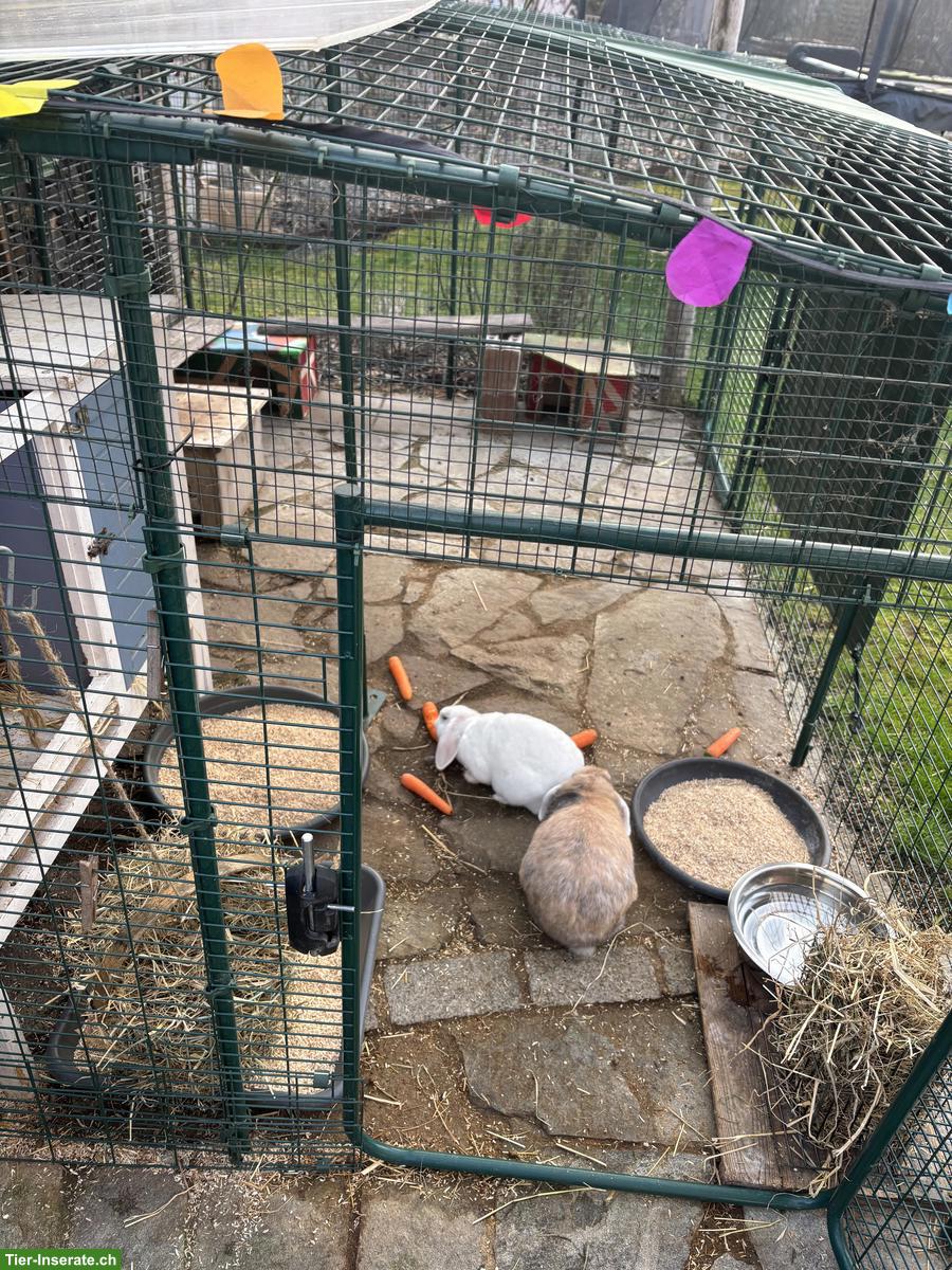 Bild 4: 2 Zwergwidder-Kaninchen suchen tierliebe Familie